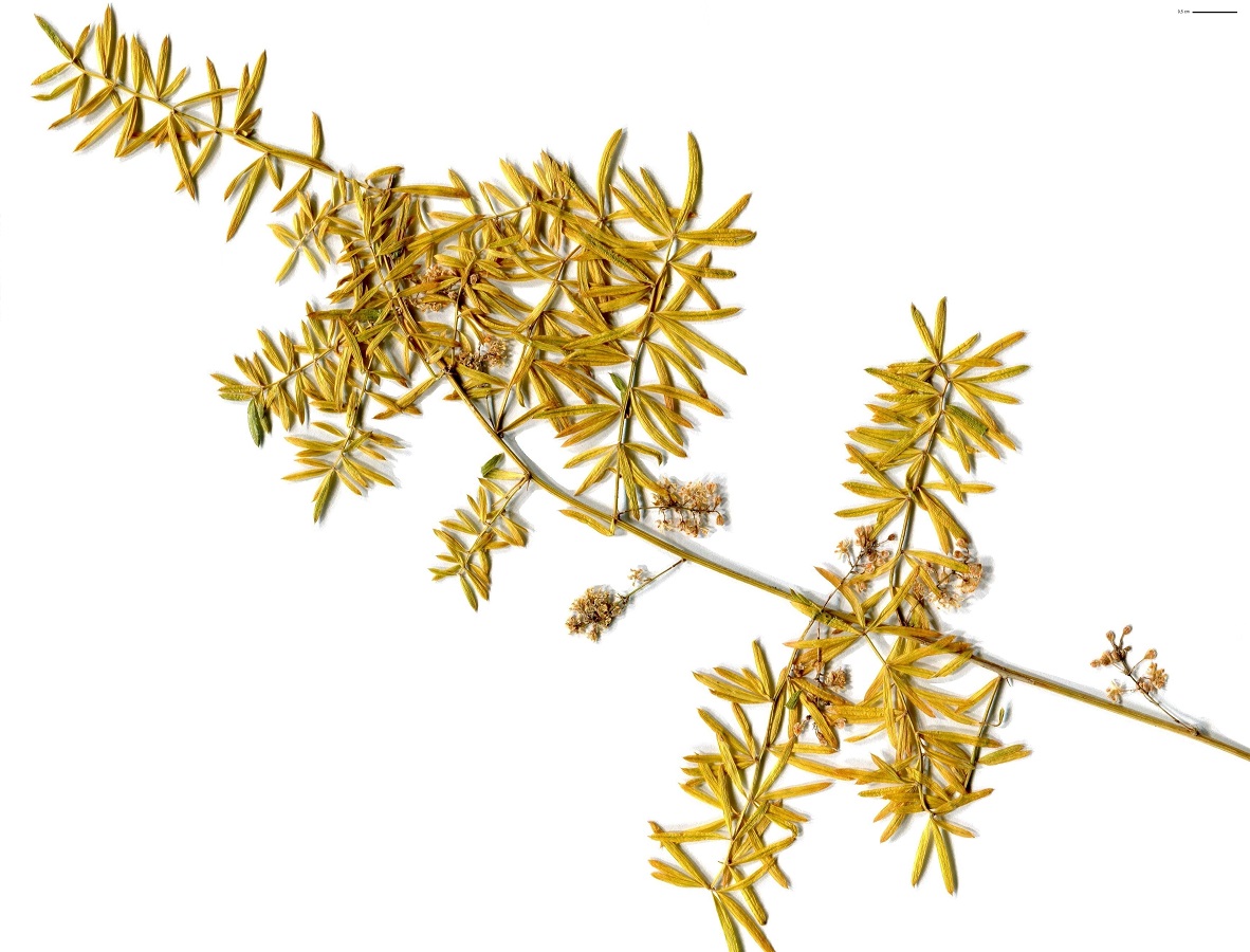 Asparagus densiflorus (Asparagaceae)